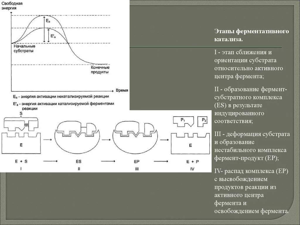 Карта свободной мощности. Площадка для инвестиций. Современные представления о биологическом окислении. План электрических сетей на карте. Свободная энергия системы.