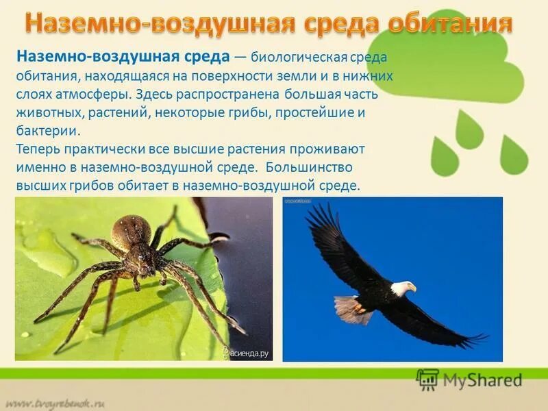 Характеристика наземно воздушных животных. Характеристика наземно воздушных животных