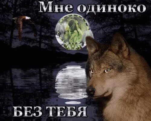 Я не верю ничему я одиночка. Я волк одиночка. одинокий волк. волк одиночка.