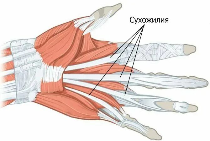 Где находится сухожилие