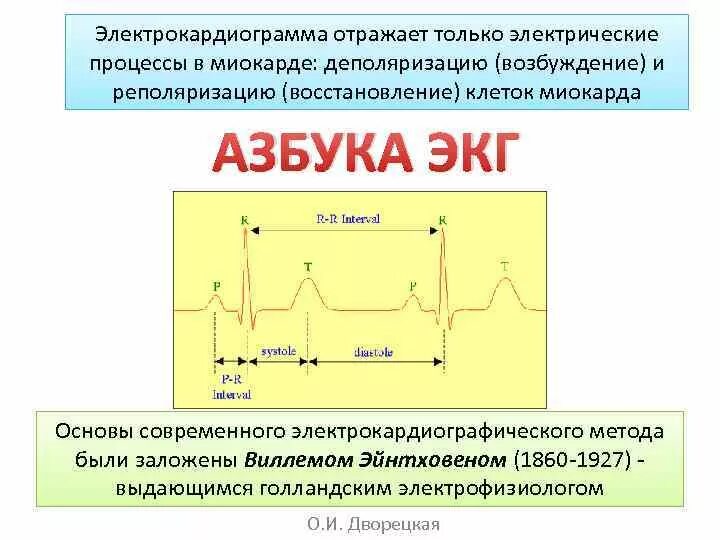 Электрокардиограмма отражает только электрические процессы в миокарде деполяриза