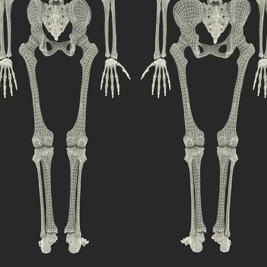 Женский и мужской скелет. Скелет мужчины и женщины. Скелет женщины и мужчины различия. Сравнение мужского и женского скелета. Мужской и женский скелет