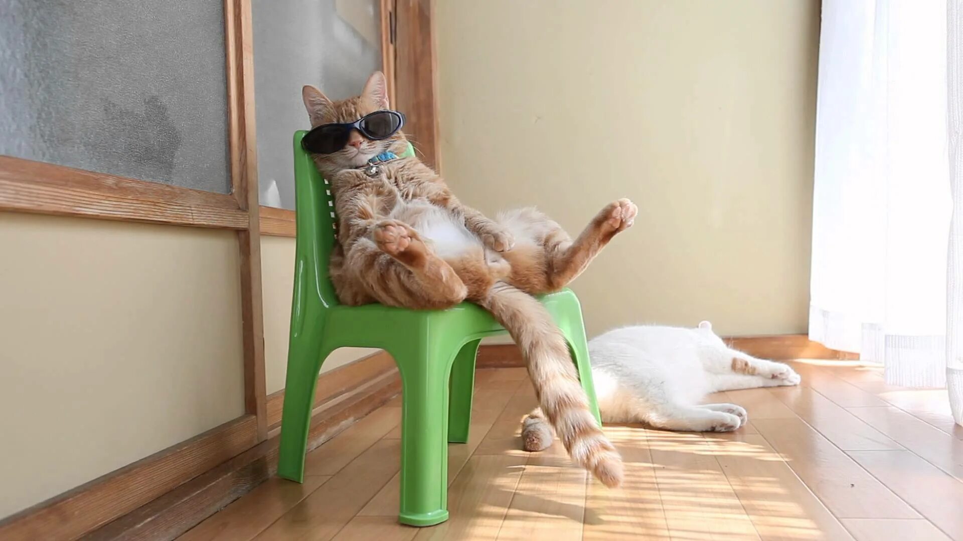 It s on the chair. Отдыхающий кот. Чилл кот. Котик отдыхает. Кот отдыхает лапы.