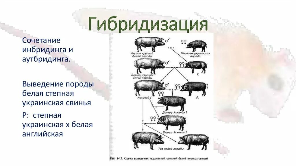 Искусственная гибридизация животных. Схема гибридизации свиней. Гибридизация пород свиней. Селекция животных. Гибридизация в свиноводстве.