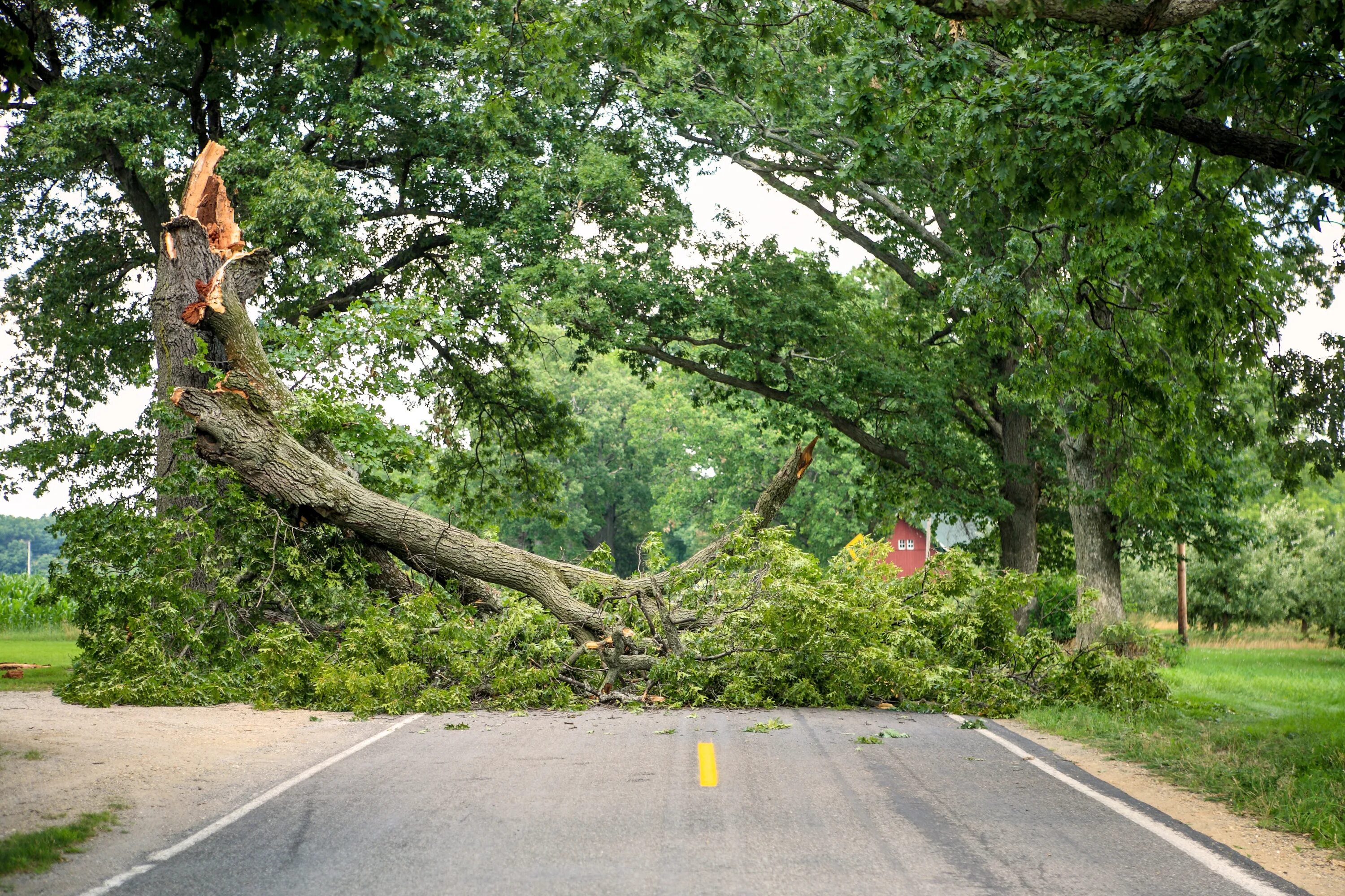 Поваленное дерево на дороге. Road blocking Tree Trunk. Tree Falls on to a сде House. Арборист.