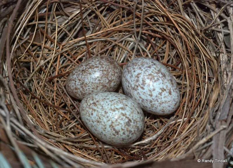 Какого цвета яйца птиц. Птичьи яйца. Пятнистые яйца птиц. Красивые птичьи яйца. Яйца в крапинку.