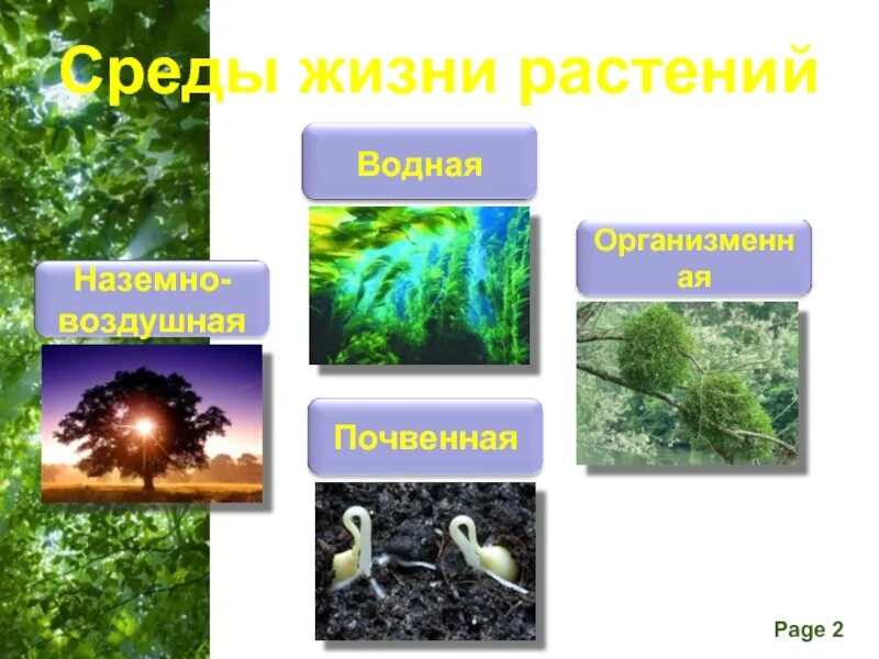 Жизнь растений в 6. Среды жизни растений. Водная среда жизни растения. Наземно воздушные растения. Четыре среды жизни растений.