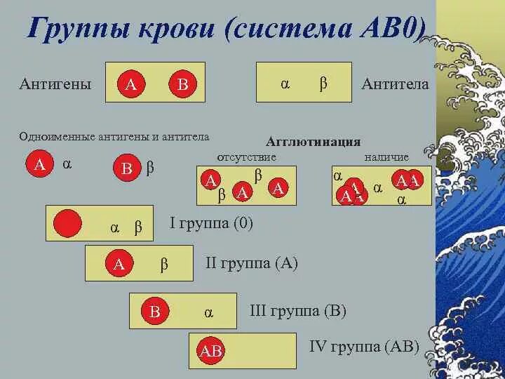 Система ab0 группы крови. Ab0 группа крови. Группы крови по системе ab0. Группы крови по системе ab0 и rh-фактора.