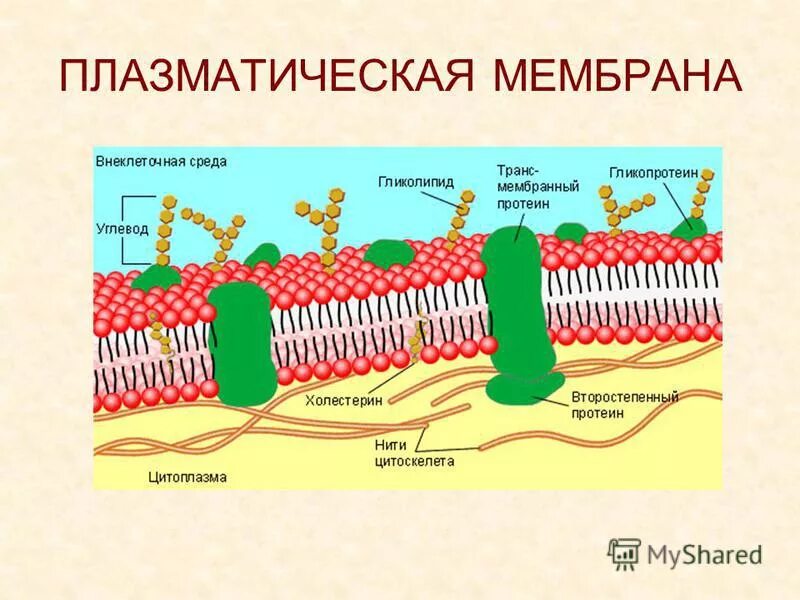 1 плазматическая клетка. Структура клетки плазматическая мембрана. Строение наружной плазматической мембраны. Жидкостно-мозаичная модель мембраны. Жидкостно мозаичная модель Сингера Николсона.