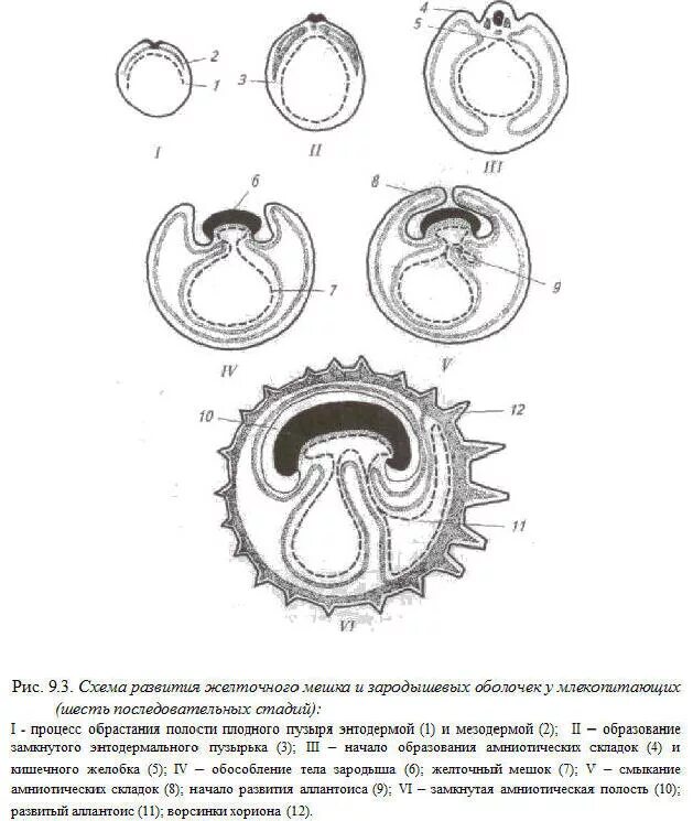 Зародышевые оболочки млекопитающих. Зародышевые оболочки человека схема. Развитие зародышевых оболочек млекопитающих. Схема развития внезародышевых органов у млекопитающих. Появление амниона и других зародышевых оболочек