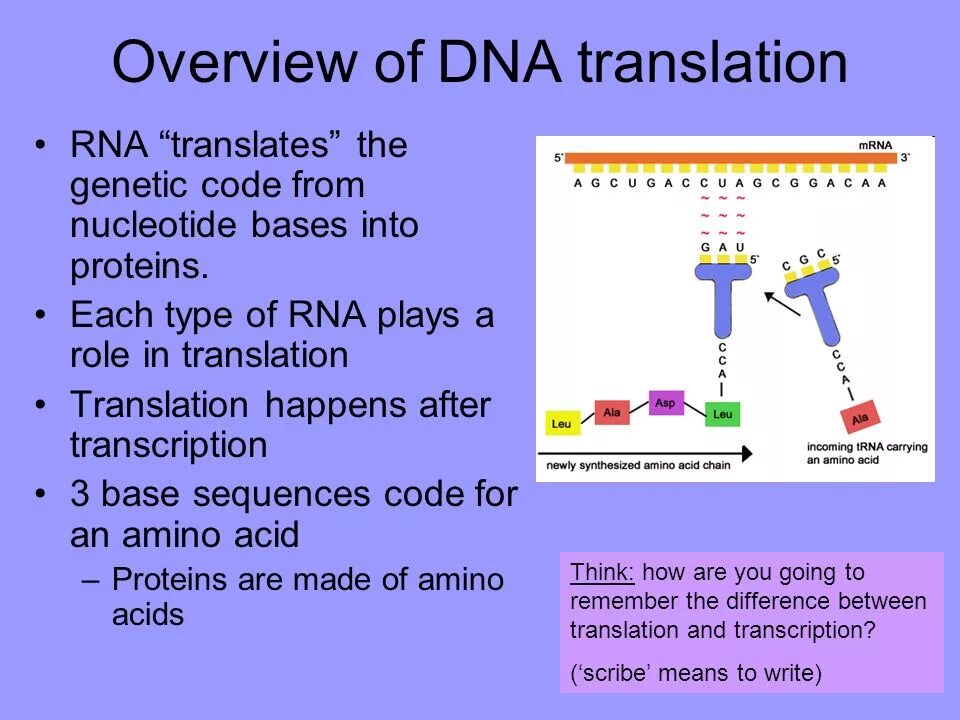 DNA translation. Translation DNA RNA. What is DNA. Dna перевод