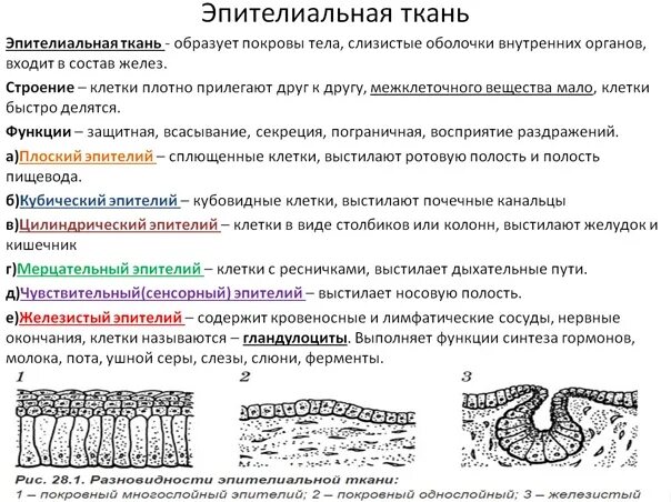 Какие функции выполняет эпителиальная ткань человека. Строение эпителиальной ткани анатомия. Эпителиальная ткань строение и функции. Особенности и функции эпителиальной ткани. Эпителиальная ткань особенности строения и функции.