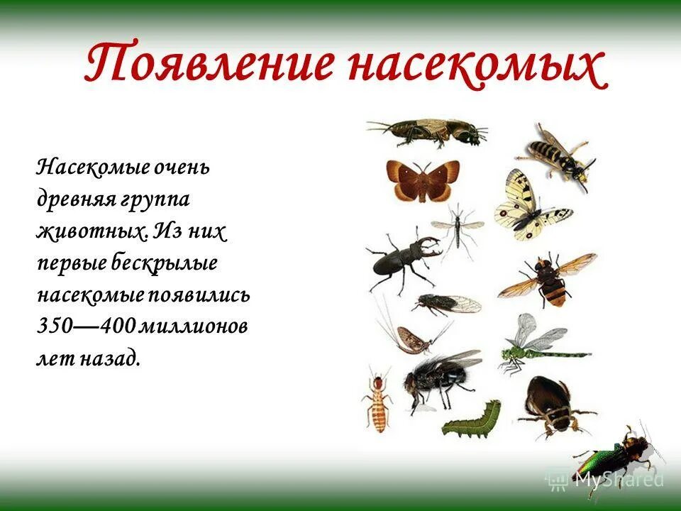 К бескрылым насекомым относятся. Появление насекомых. Первые насекомые. Какие насекомые появляются весной. Когда появились насекомые.