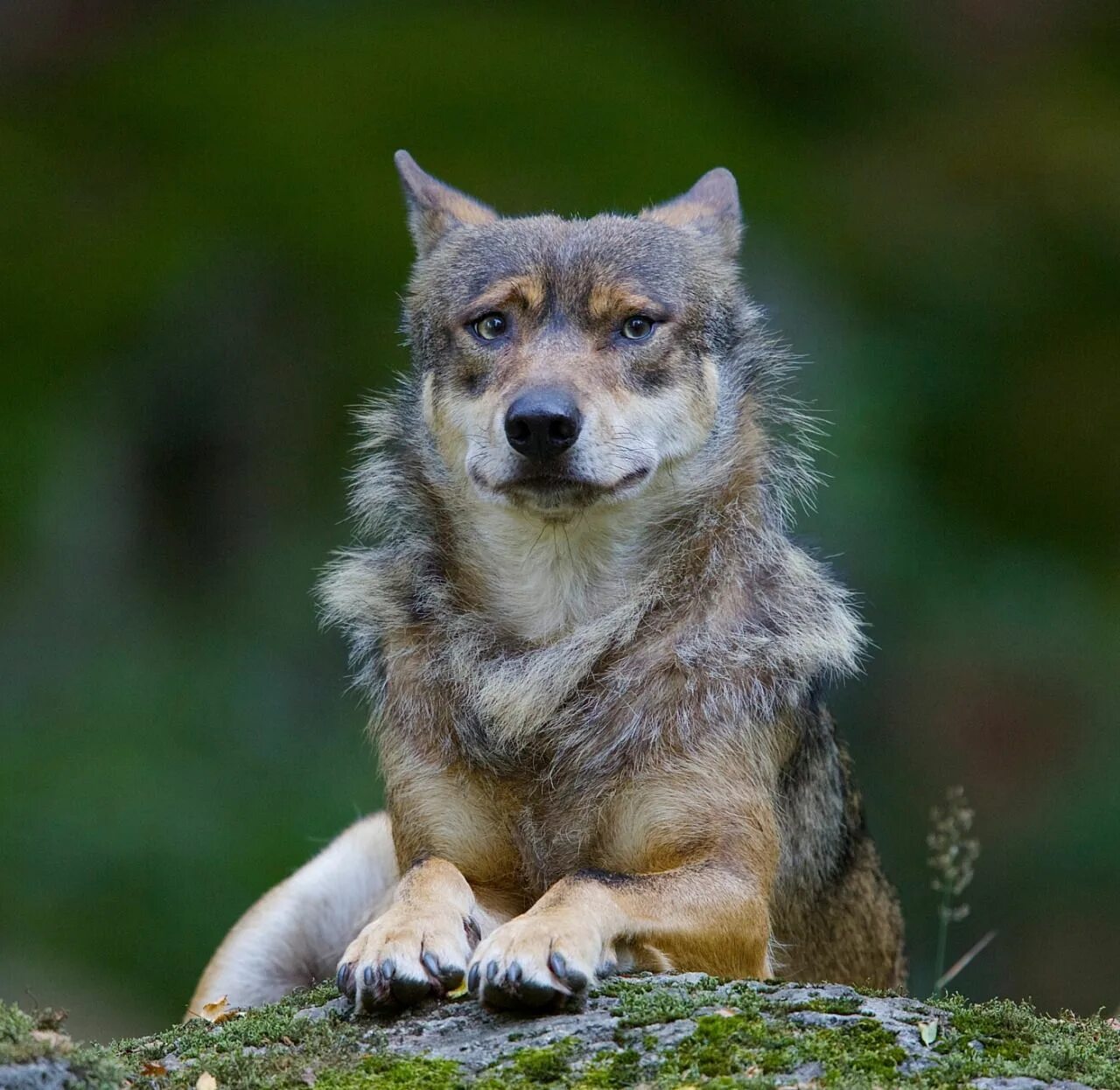 Смешные картинки волка. Волк canis Lupus. Иберийский волк. Итальянский волк Лупо. Дикий Карпатский Карпатский волк.