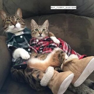Два кота и человек