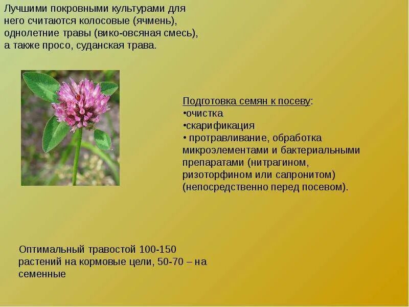 К какой жизненной форме относится клевер. Технология возделывания клевера лугового. районы возделывания клевера. однолетние травы клевер. клевер луговой характеристика.