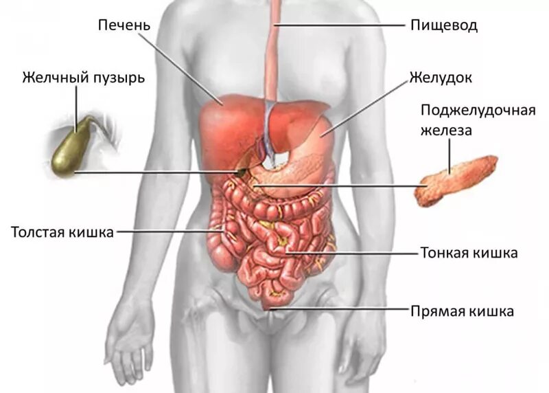В каком боку находится печень. В каком боку находится печень
