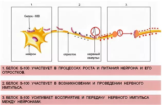 Белок s100 у ребенка. Функции белка s100. Мозгоспецифический белок s100 функции. Белок s-100 функции. Белок s100 норма.