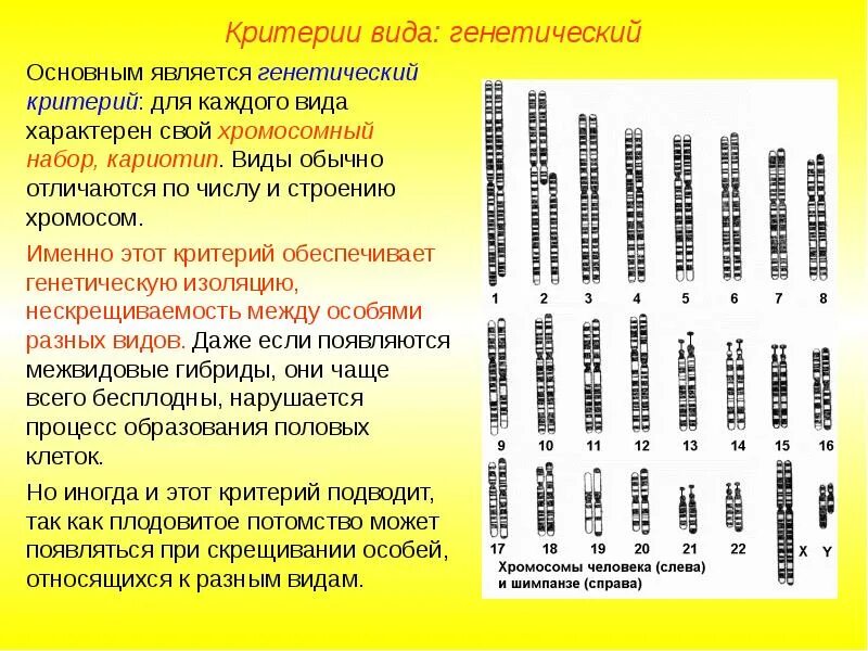 Определение числа хромосом в кариотипе метод. Генетический критерий вида сосны обыкновенной. критерии вида набор хромосом. диплоидный набор хромосом это критерий вида морфологический. видовой кариотип это.
