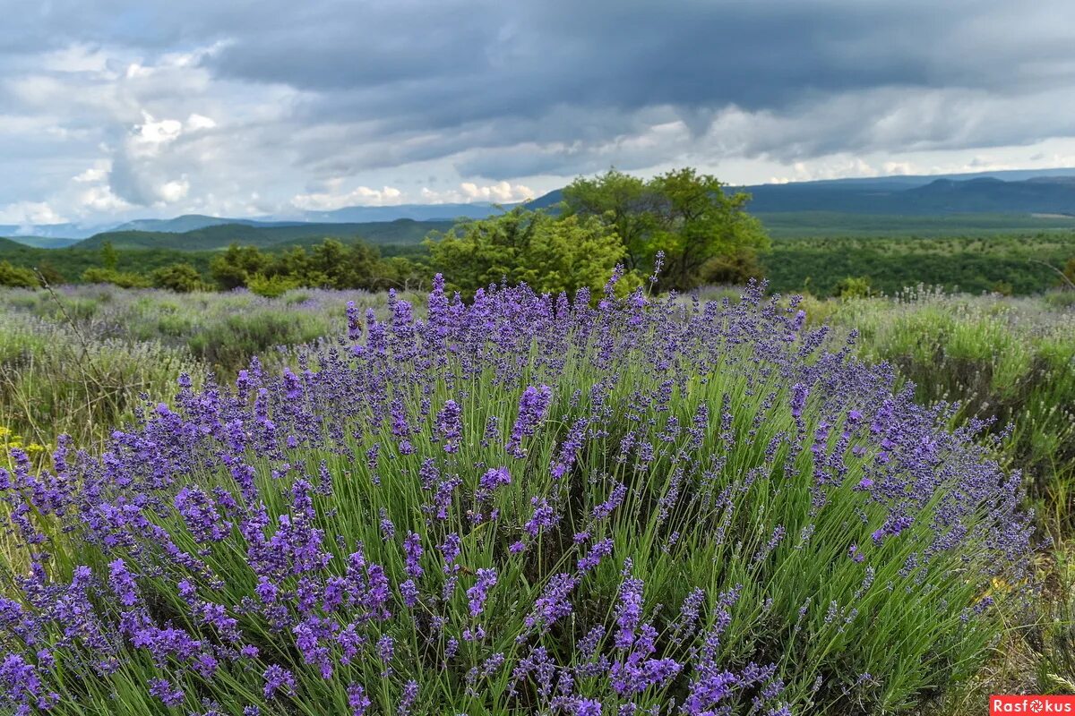 Горная лаванда фото