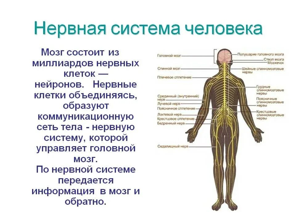 Строение нервной системы человека. Система органов человека нервная система. Из чего состоит нервная система человека органы. Нервная система человека строение и функции схема.