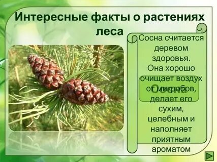 Растения лесных зон
