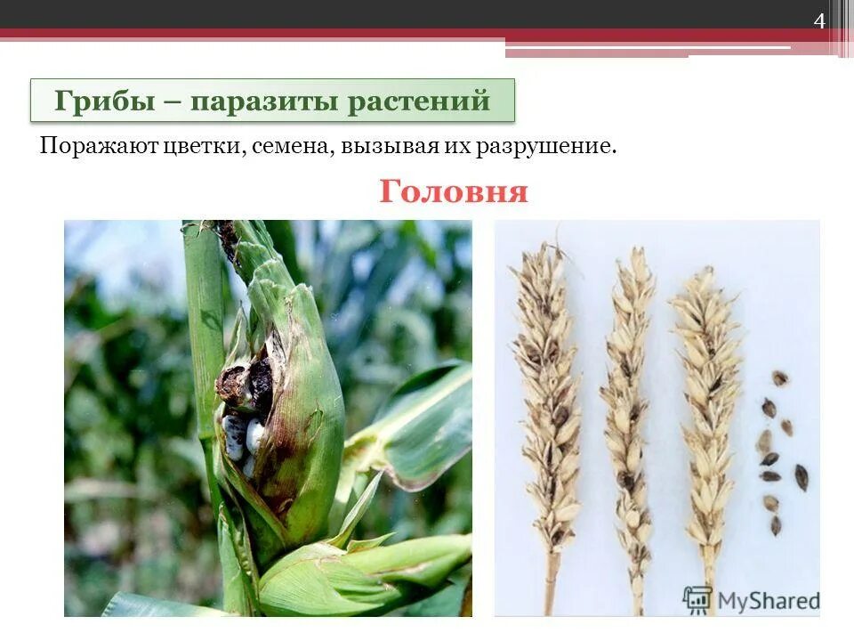 Головня это в биологии. Головня тип питания. Пыльная и твердая головня пшеницы. Головня спорынья трутовик. Головнёвые грибы.