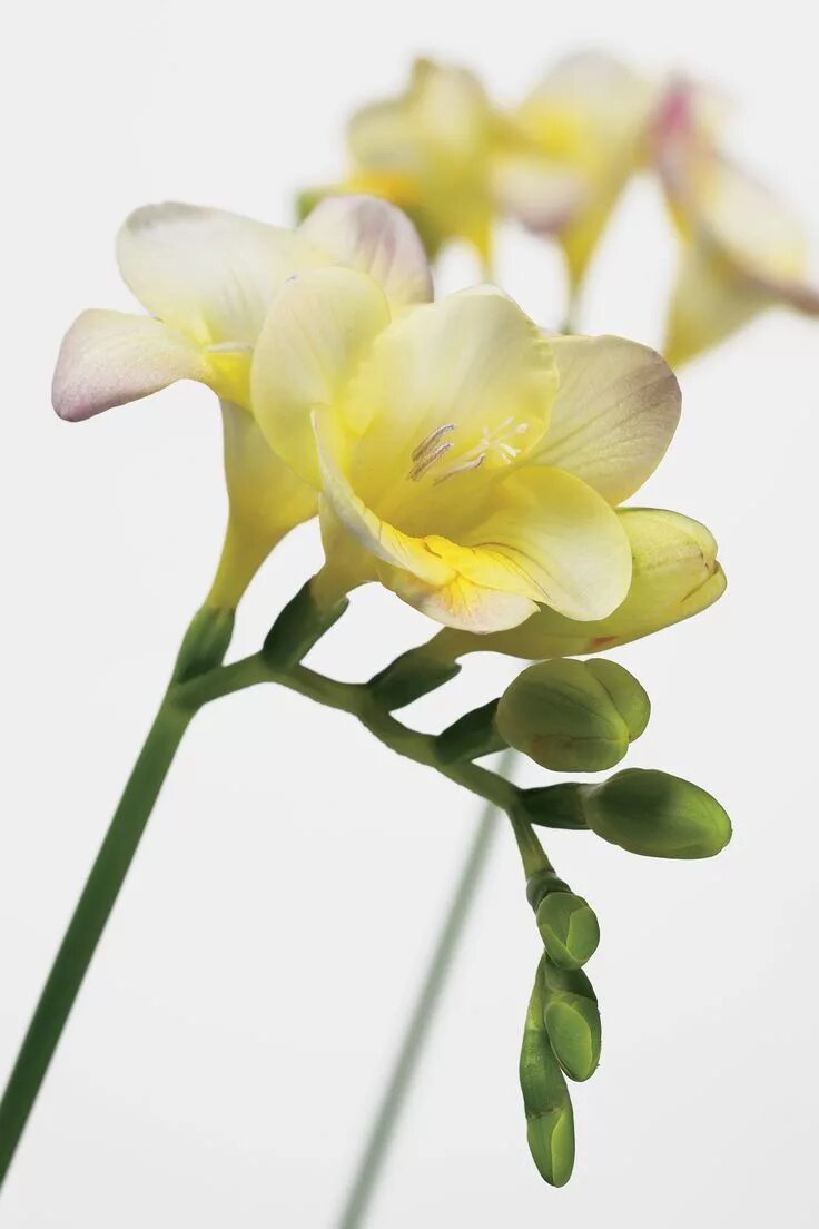 Как выглядит цветок фрезия 5 best low-maintenance bulbs for your garden Freesia flowers, Flower table decor