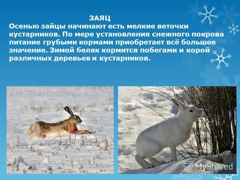 Зимой зайцы кормятся корой деревьев. Зимой зайцы кормятся корой деревьев текст. Признаки зимы презентация. Зимой зайцы кормятся корой деревьев диктант. Текст зимой зайцы кормятся корой деревьев.