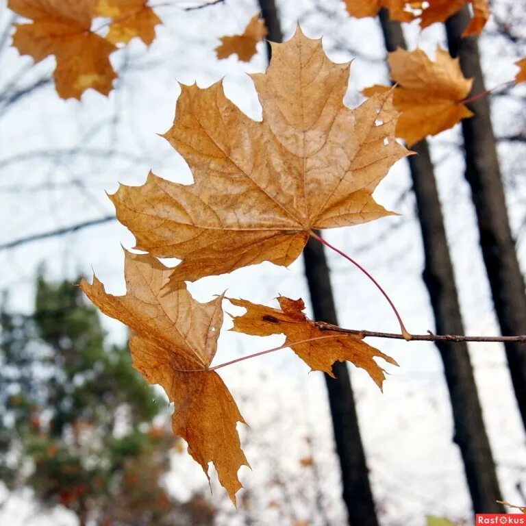Осень листья давно облетели. Шумели листья облетая лес заводил осенний вой. Шумят листья. Шелестит листва. Облетели листья с клена.
