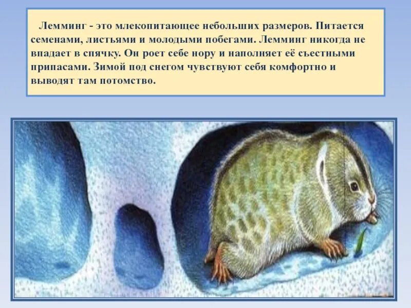Лемминг сообщение для 4 класса окружающий. Факты о леммингах. лемминг интересные факты. лемминг презентация. рассказ о лемминге.