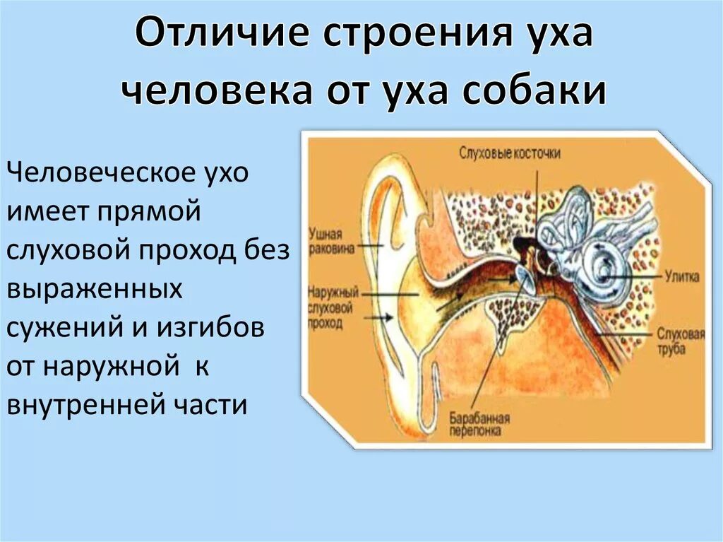 Строение уха собаки схема. Строение органа слуха млекопитающих. Строение наружного кошачьего уха. Слуховой анализатор анализатор. Орган слуха у млекопитающих