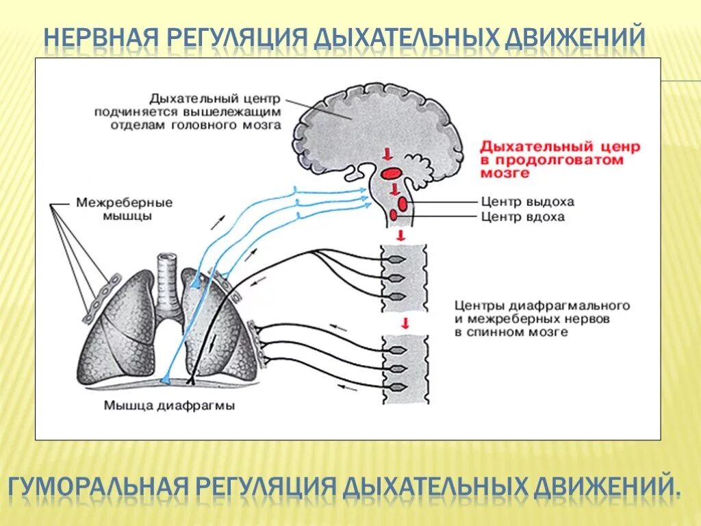 Нервная регуляция дыхания дыхательный центр. Центральные механизмы регуляции дыхания. Рефлекторная дуга дыхательных движений. Рефлекторная регуляция дыхания схема.