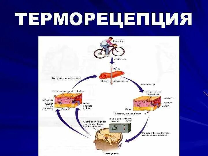 Какие структуры участвуют в терморегуляции организма человека. Терморецепция. Терморецепторы физиология. Механизм терморецепции. Рецепторы терморегуляции.