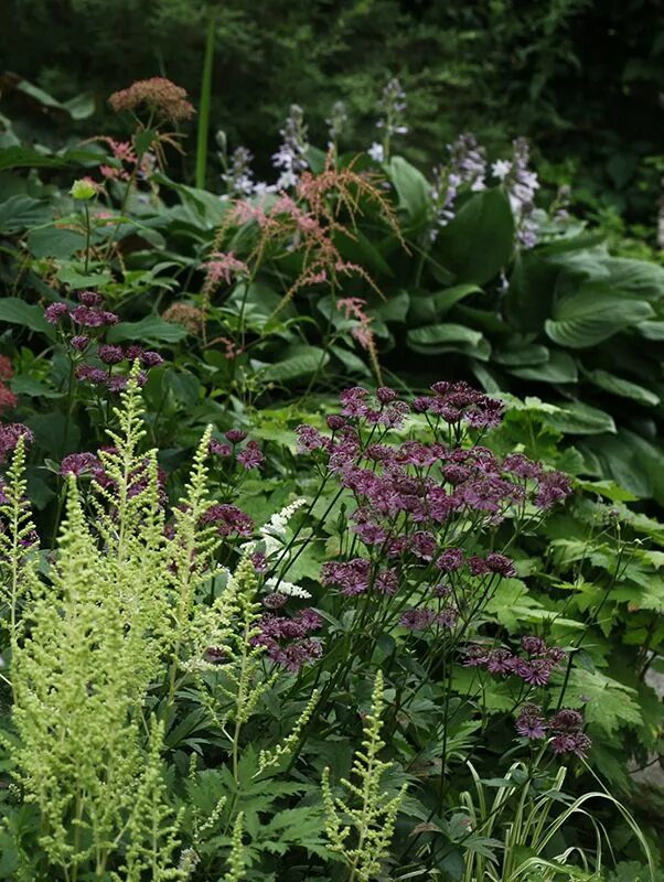 Fotogalerie DF: astrantia claret; 1 Garten.cz