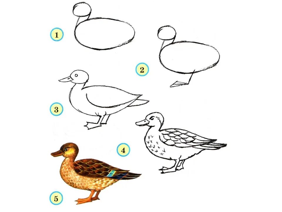Поэтапное рисование для детей. Рисование птиц. Схема рисования птицы. Поэтапное рисование птиц. Рисуем птицу поэтапно презентация 2 класс