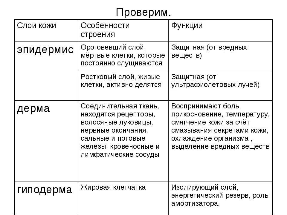 Тест кожа строение и функции 8 класс. Таблица кожа слои кожи строение функции. Таблица биология слой кожи особенности строения функции. Слои кожи строение и функции таблица. Слои кожи ,строение кожи,функции кожи.