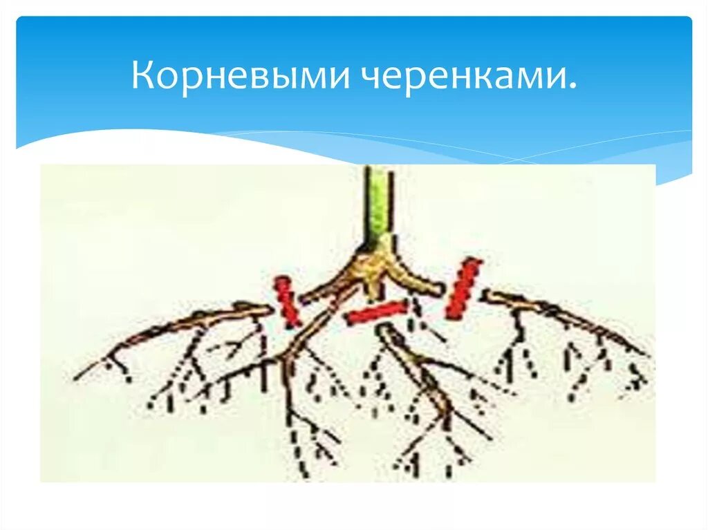 Презентация по биологии "Вегетативное размножение"