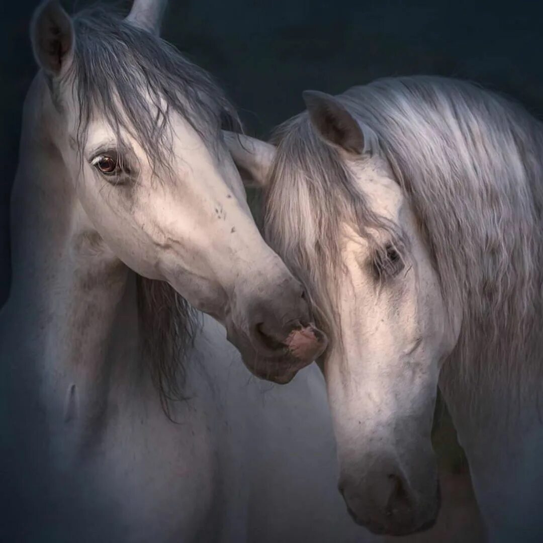 Красивые лошади. Две лошади. Пара лошадей. Лошади любовь. Two horse