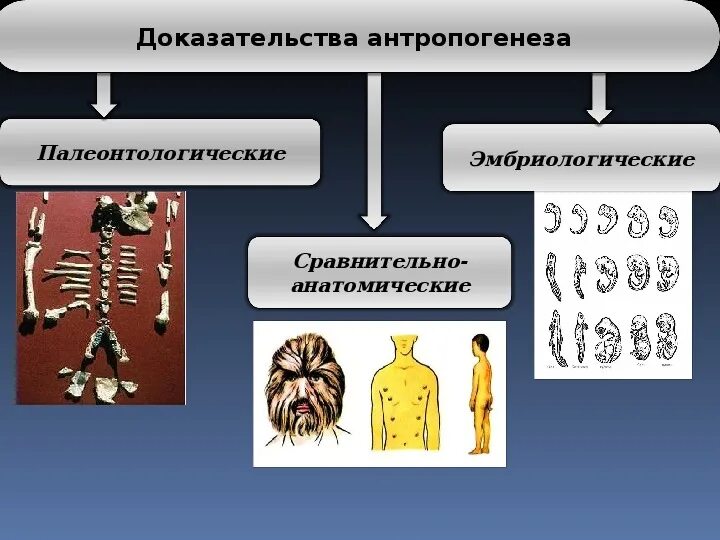 Изоляция антропогенеза. Антропогенез. Доказательства и основные этапы антропогенеза. Антропогенез это процесс. Периоды антропогенеза.