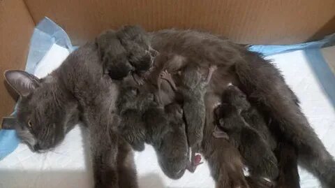 Первые котята у кошки
