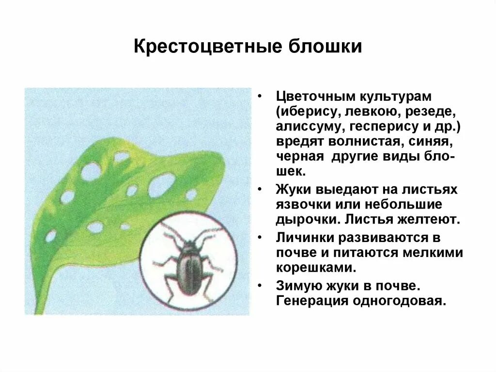 Вредители капусты крестоцветные клопы. Крестоцветные блошки тип личинки. Крестоцветная блошка. Крестоцветная блошка описание. Вредители капусты крестоцветные блошки.