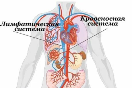 Органы кровеносной лимфатической системы