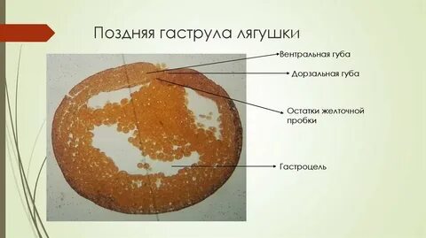 Самые маленькие размеры имеет яйцеклетка трески лягушки