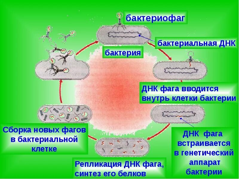 Как проникает в клетку бактериофаг. Взаимодействие бактериофага с микробной клеткой. размножение вируса бактериофага.