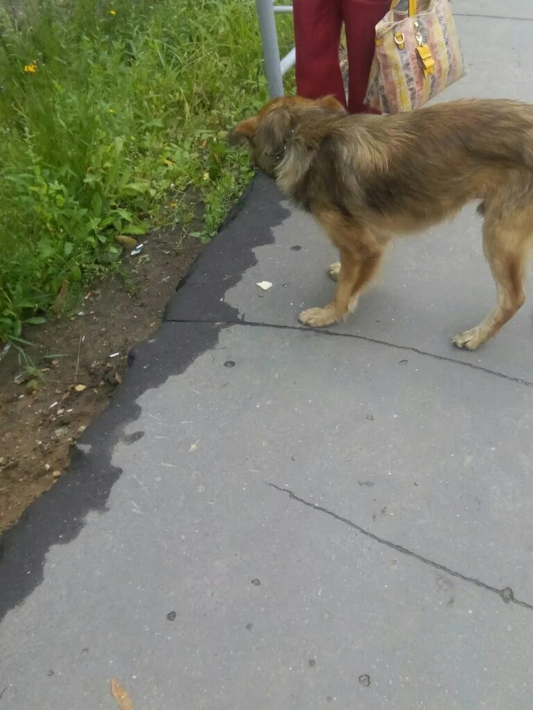 Потеряна собака московская область. Потерянные собаки. Найдена собака Москва. Твериград собаки. Потерянные собаки в Москве.