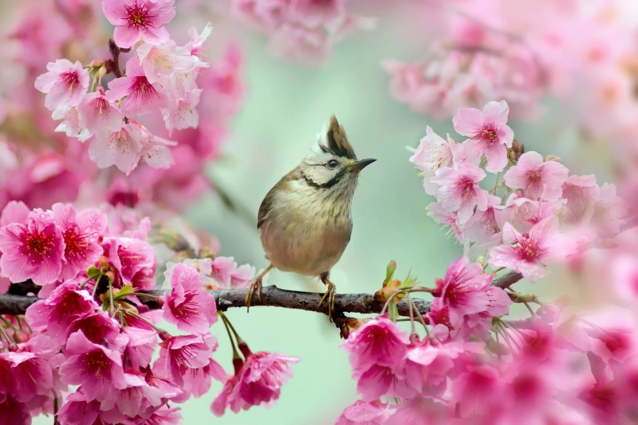 Птицы радуются весне. Весенние птички.