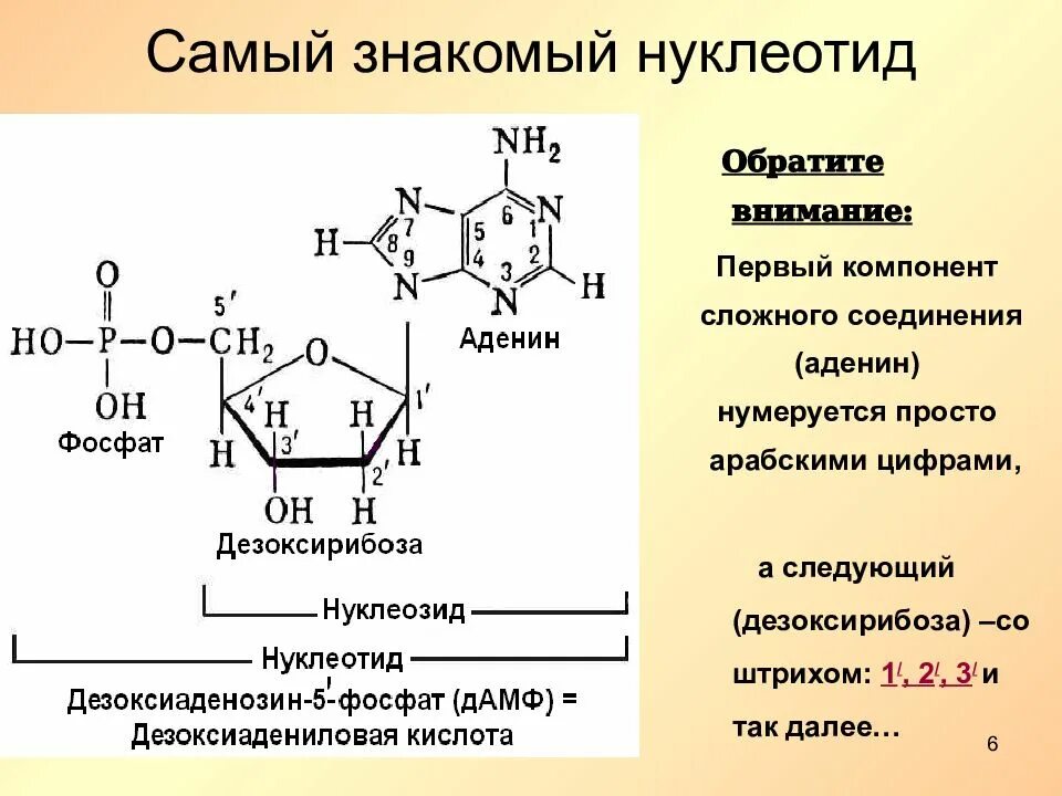 Гуаниновый нуклеотид. Структура нуклеотидных кислот. Аденин строение нуклеотида. Структура нуклеотида схема. Строение РНК аденин.