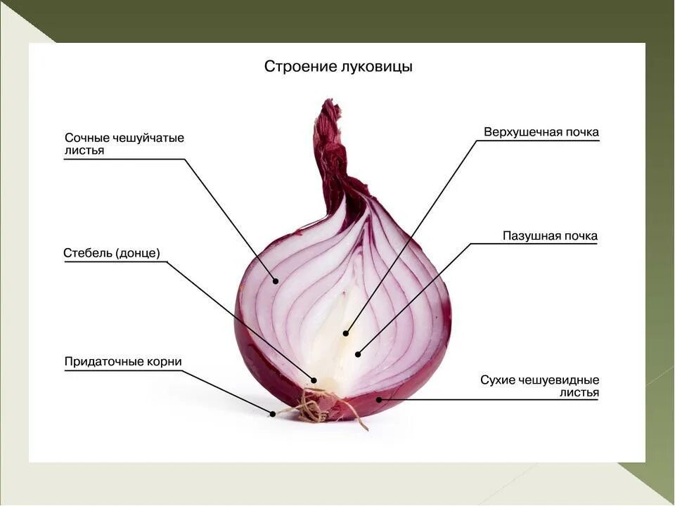 Какую функцию выполняют в луковице сочные чешуи