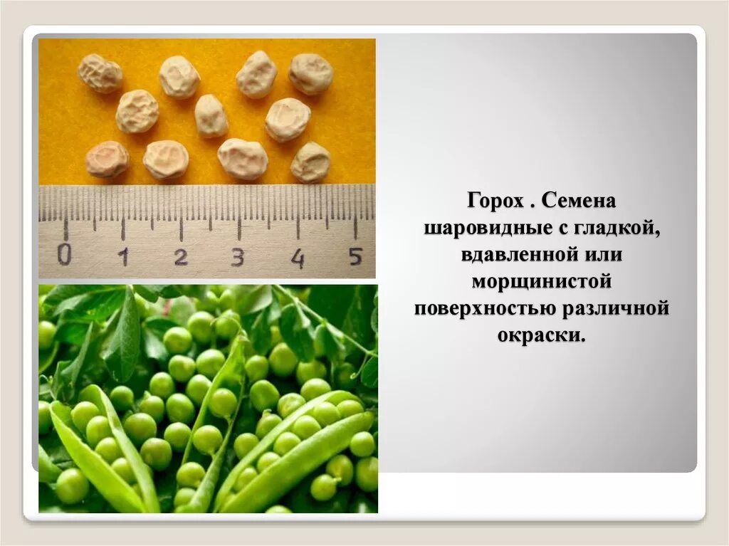 Экспериментатор измельчил семена гороха добавил слюну. Семена гороха. Форма семян гороха. Окраска семян гороха. Описание семян.